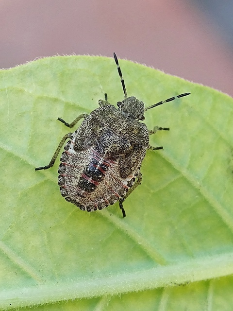 Heteroptera - Poloskák