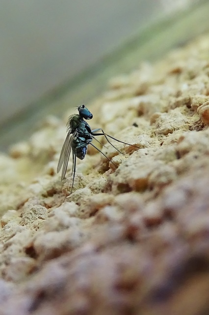 Medetera