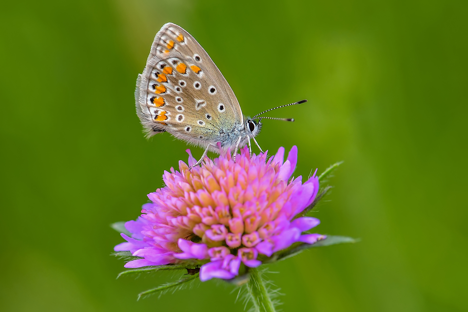 Polyommatus icarus - közönséges boglárka