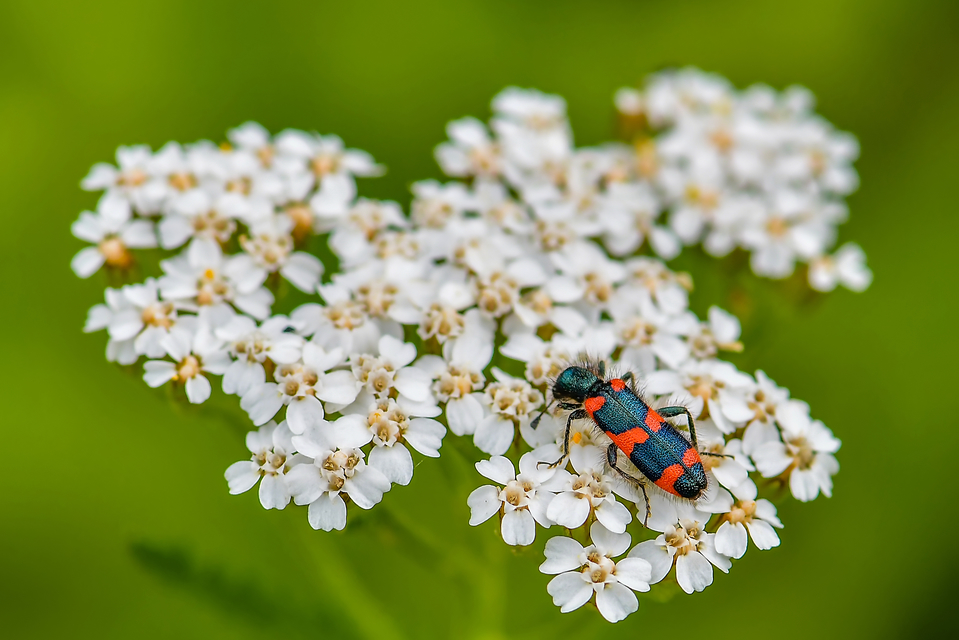 Trichodes favarius - hatfoltos méhészbogár