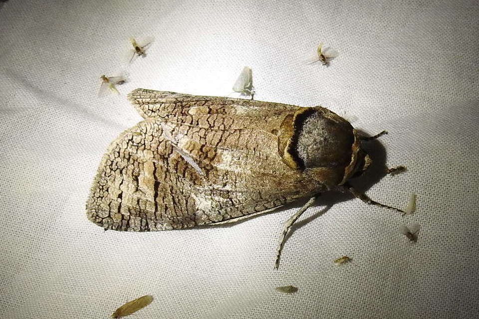 Cossus cossus - fűzfarontólepke