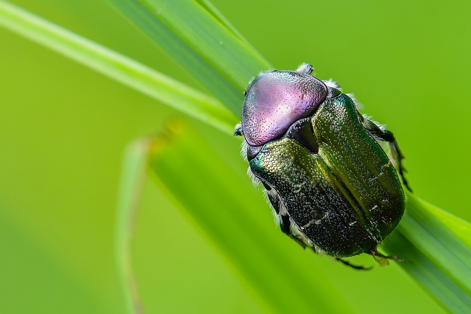 Cetonia aurata - aranyos virágbogár