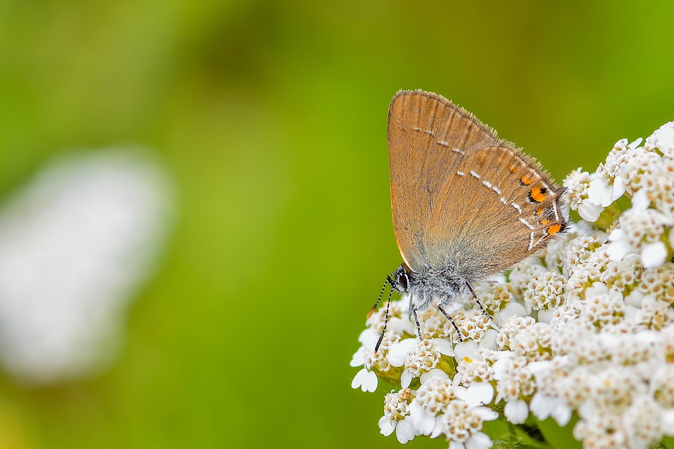 Satyrium acaciae - akác-csücsköslepke