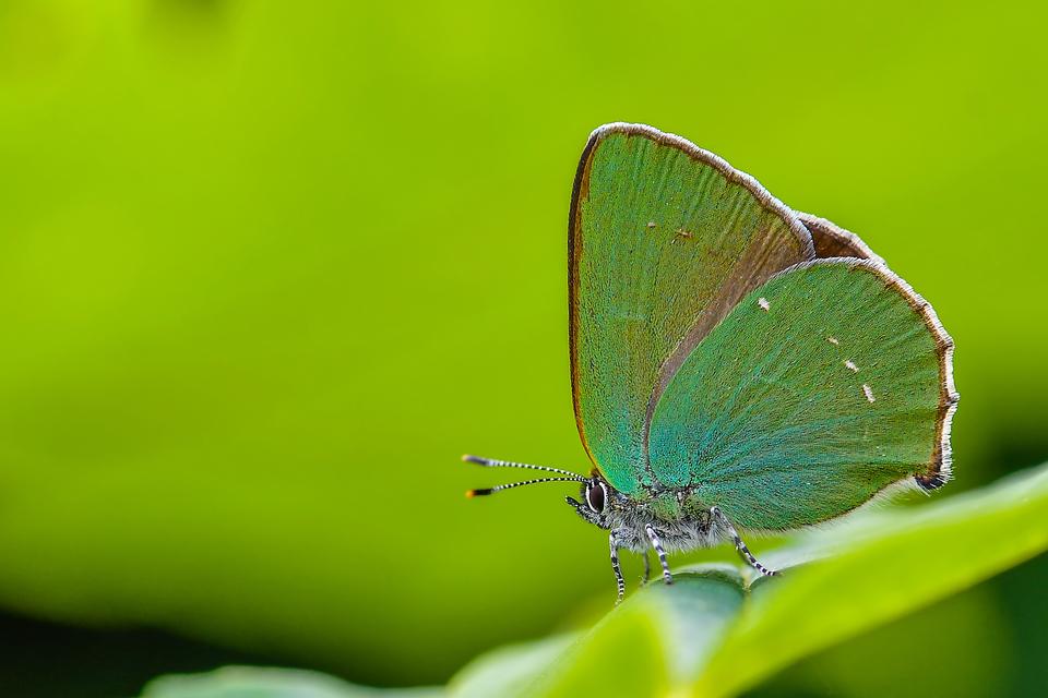 Callophrys rubi - zöldfonákú lepke