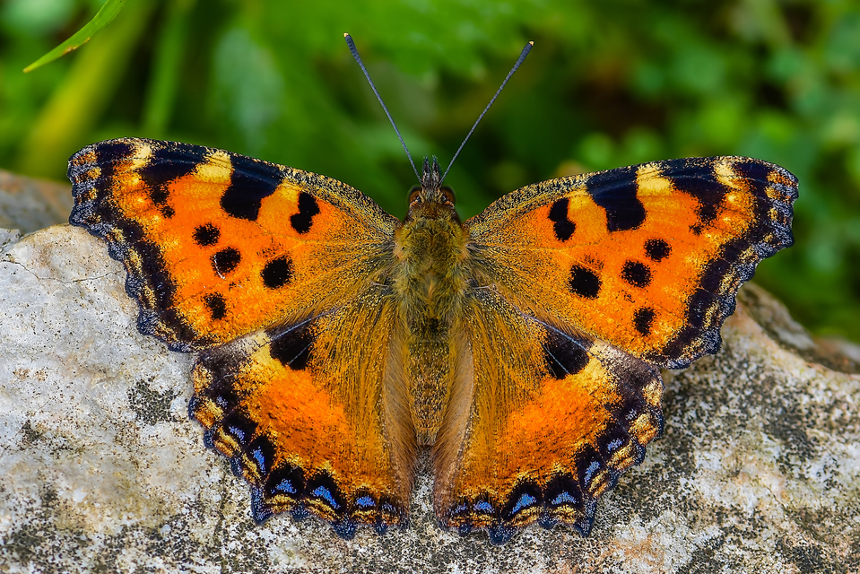 Nymphalis polychloros - nagy rókalepke
