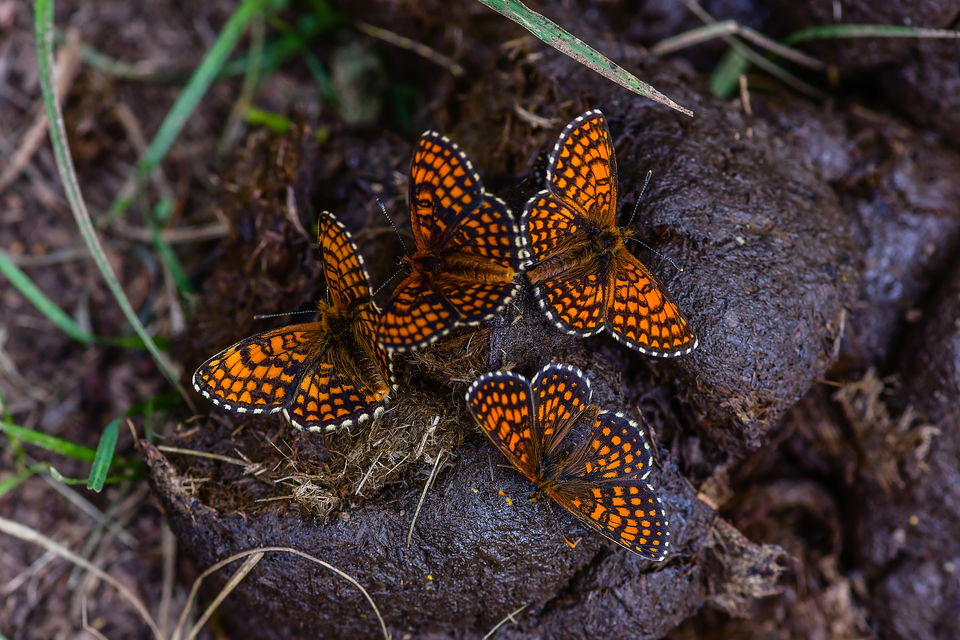 Melitaea athalia - közönséges tarkalepke Melitaea athalia - közönséges tarkalepke