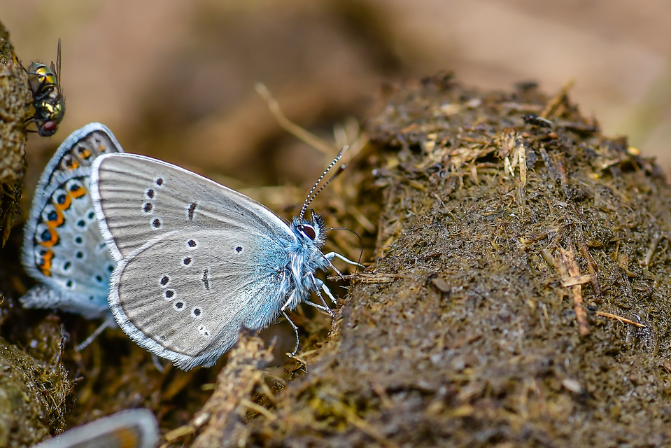 Cyaniris semiargus - aprószemes boglárka