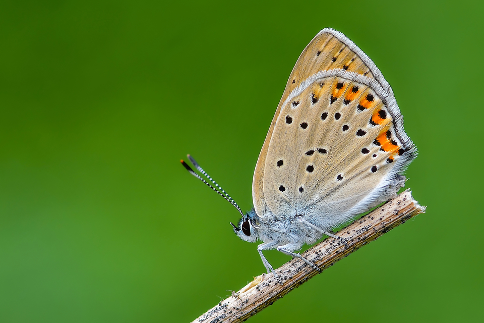 Lycaena alciphron - ibolyás tűzlepke