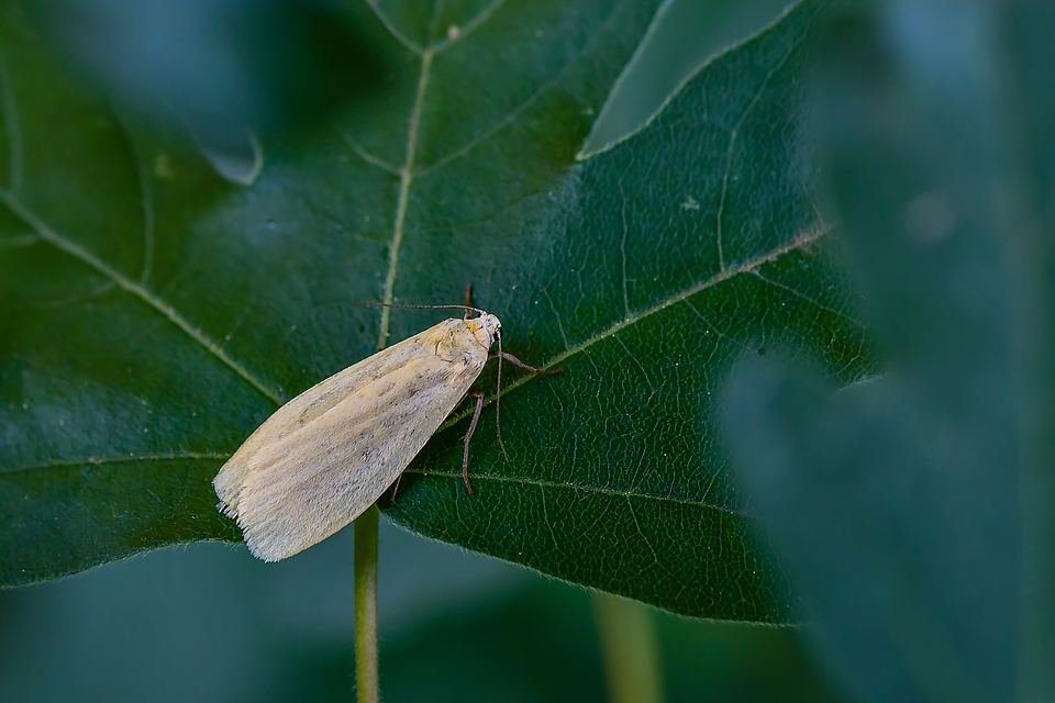 Eilema sororcula - sárga zuzmószövő