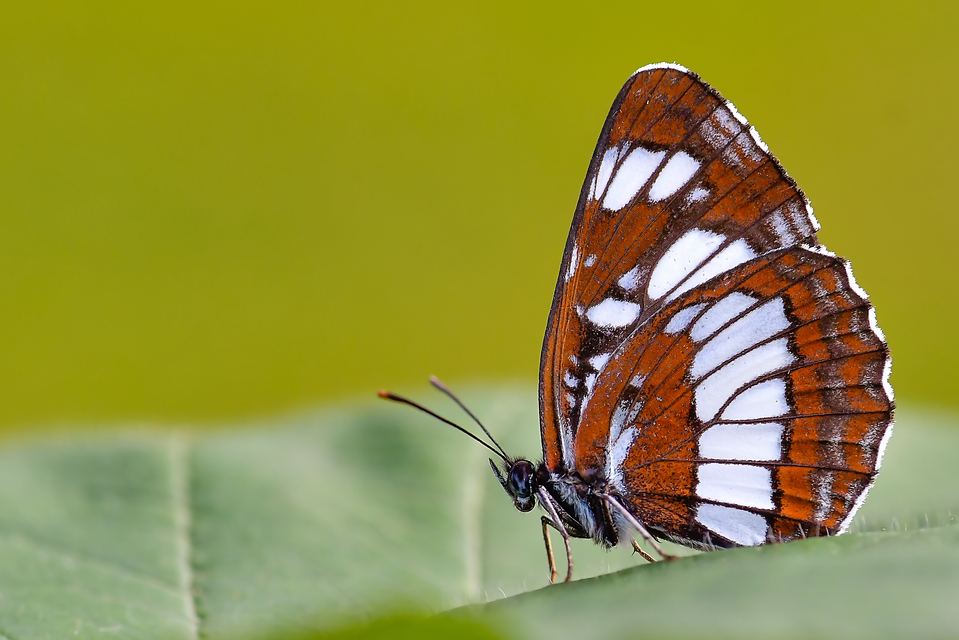 Neptis rivularis - nagy fehérsávoslepke
