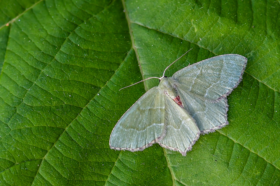Hemithea aestivaria - nyír-zöldaraszoló