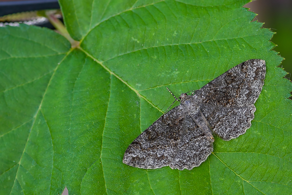 Ectropis crepuscularia - avararaszoló