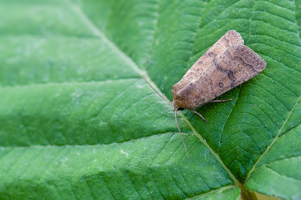 Hoplodrina octogenaria - barna selymesbagoly