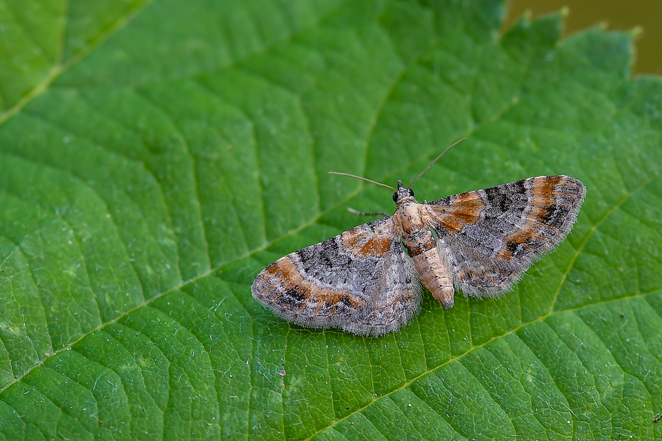 Eupithecia linariata - vonalas törpearaszoló