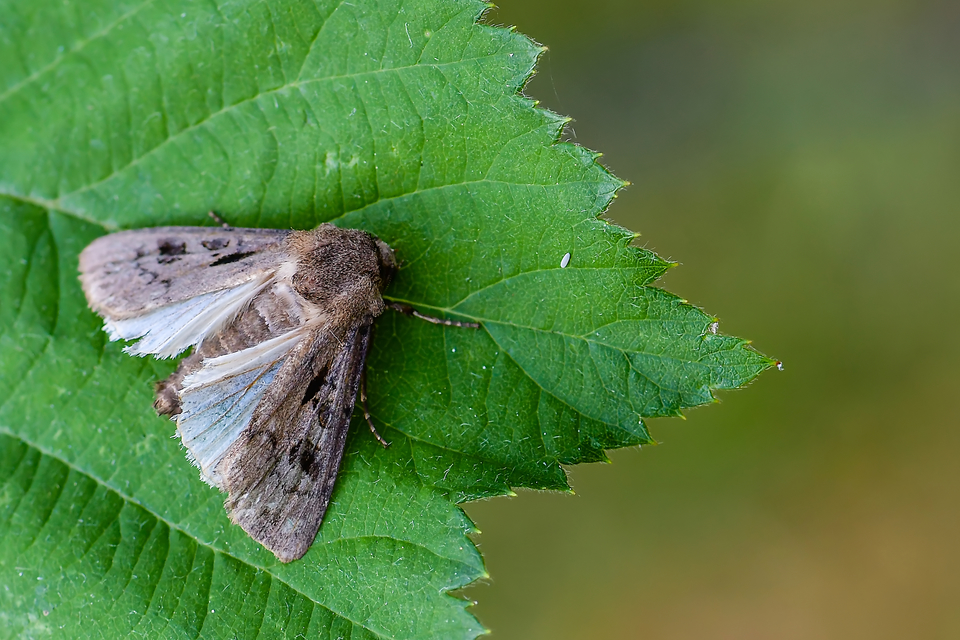 Agrotis exclamationis - felkiáltójeles földibagoly