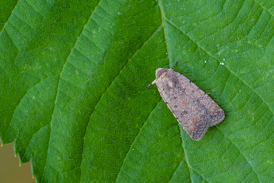 Paradrina clavipalpis - közönséges selymesbagoly