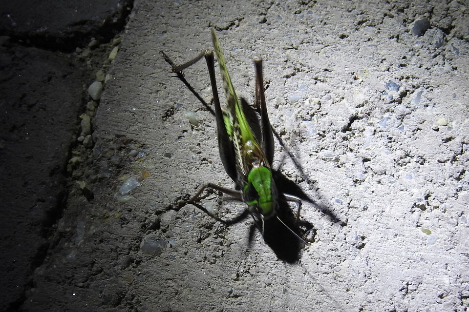 Decticus verrucivorus - szemölcsevő szöcske