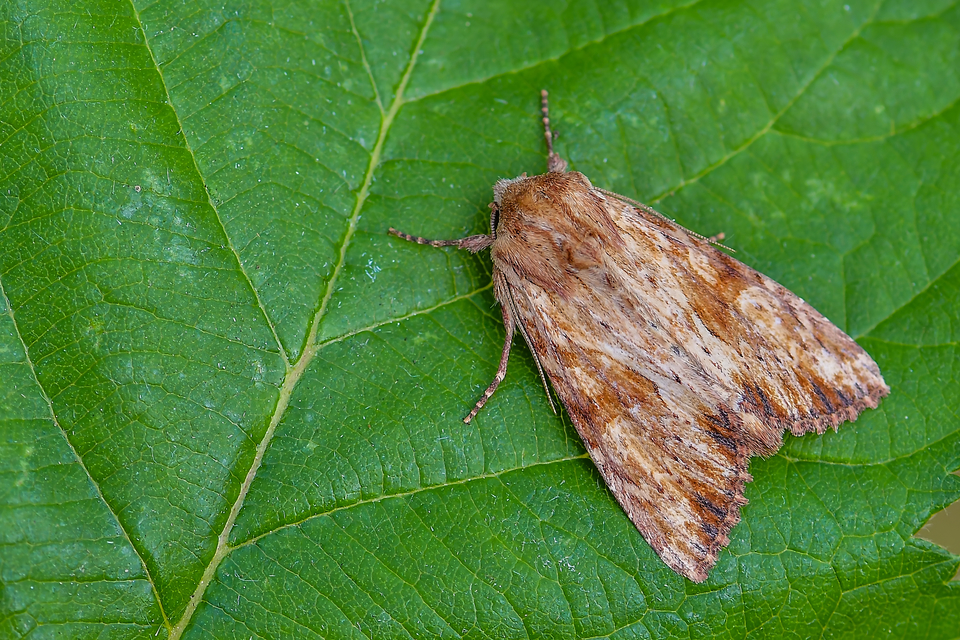 Apamea sublustris - sárgás dudvabagoly