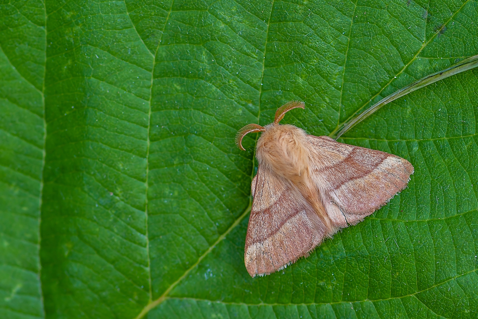 Malacosoma neustria - gyűrűsszövő