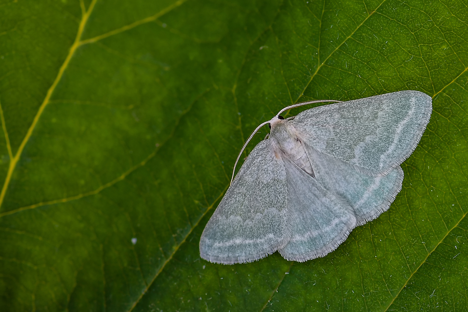 Pseudoterpna pruinata - hamvas zöldaraszoló