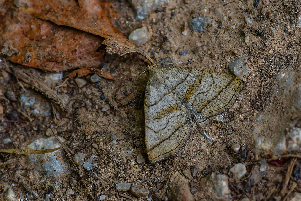 Herminia tarsicrinalis - szőröslábú karcsúbagoly