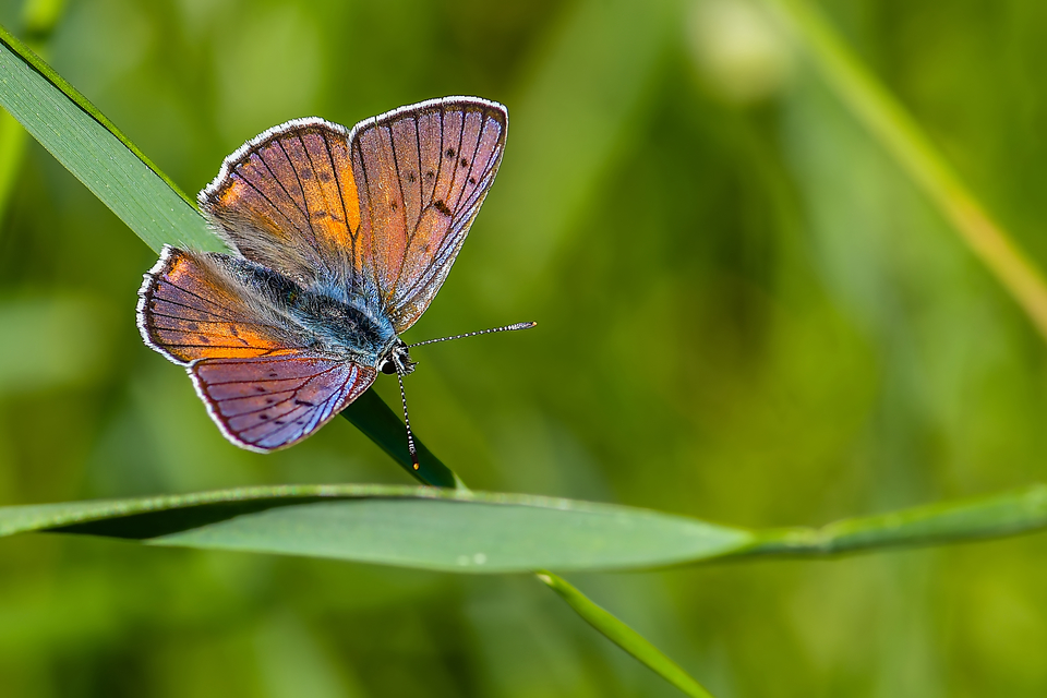 Lycaena alciphron - ibolyás tűzlepke