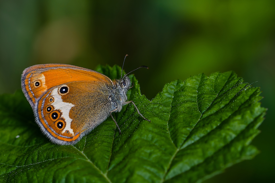 Coenonympha arcania - fehéröves szénalepke