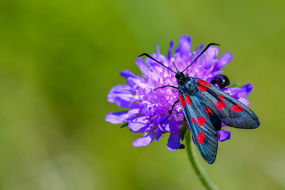 Zygaena