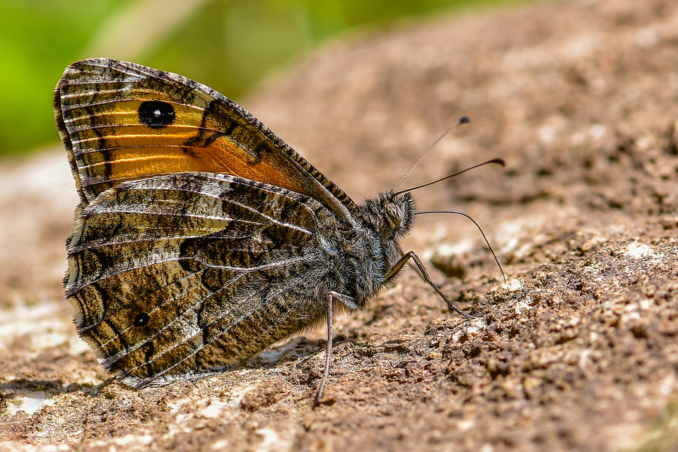 Hipparchia semele - barna szemeslepke