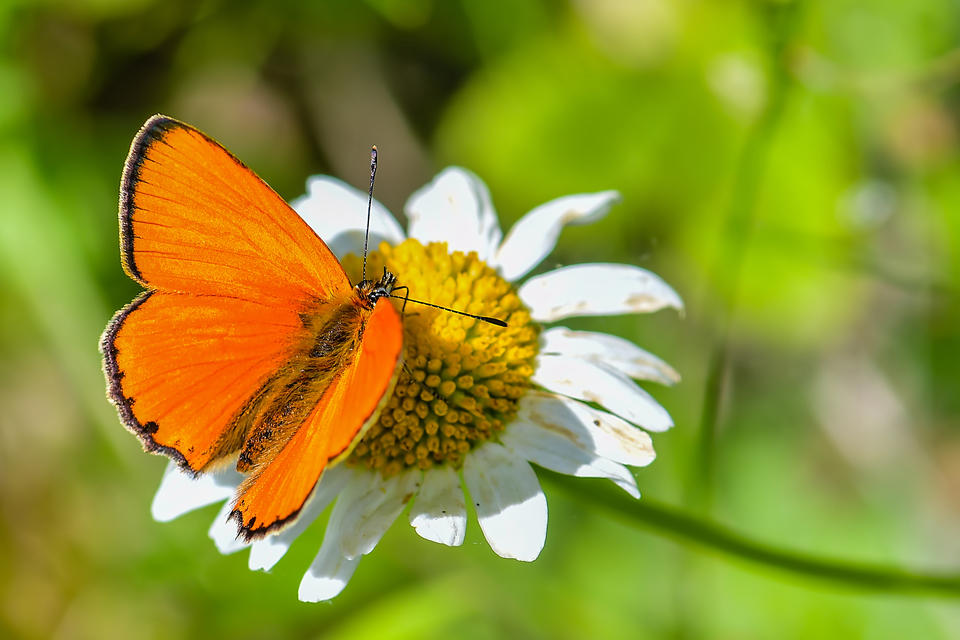 Lycaena virgaureae - arany-tűzlepke