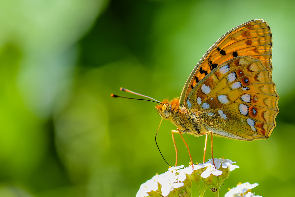 Argynnis adippe - ezüstös gyöngyházlepke