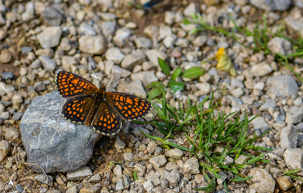 Melitaea athalia - közönséges tarkalepke Melitaea athalia - közönséges tarkalepke