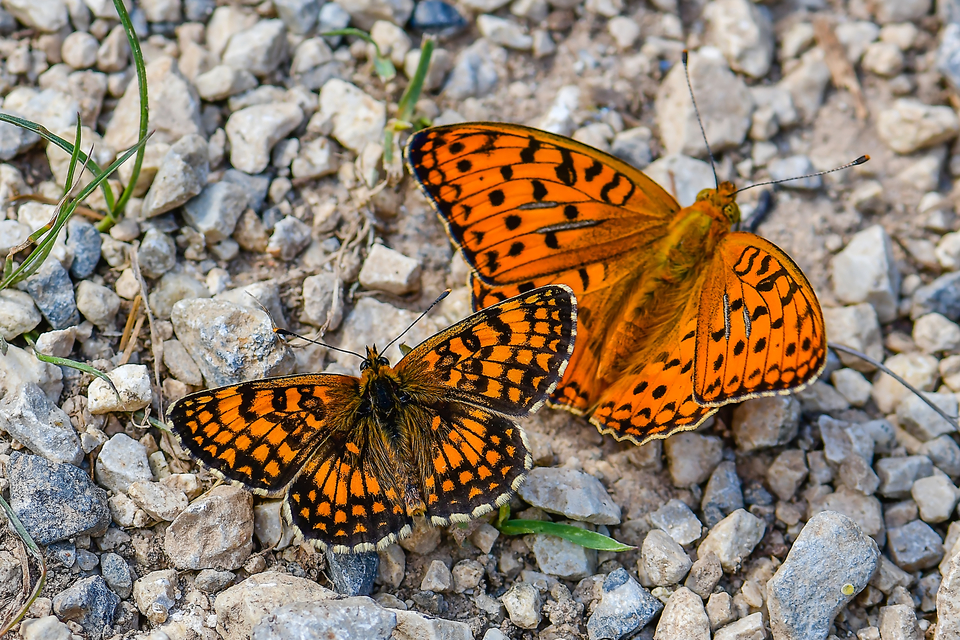 Argynnis adippe - ezüstös gyöngyházlepke
