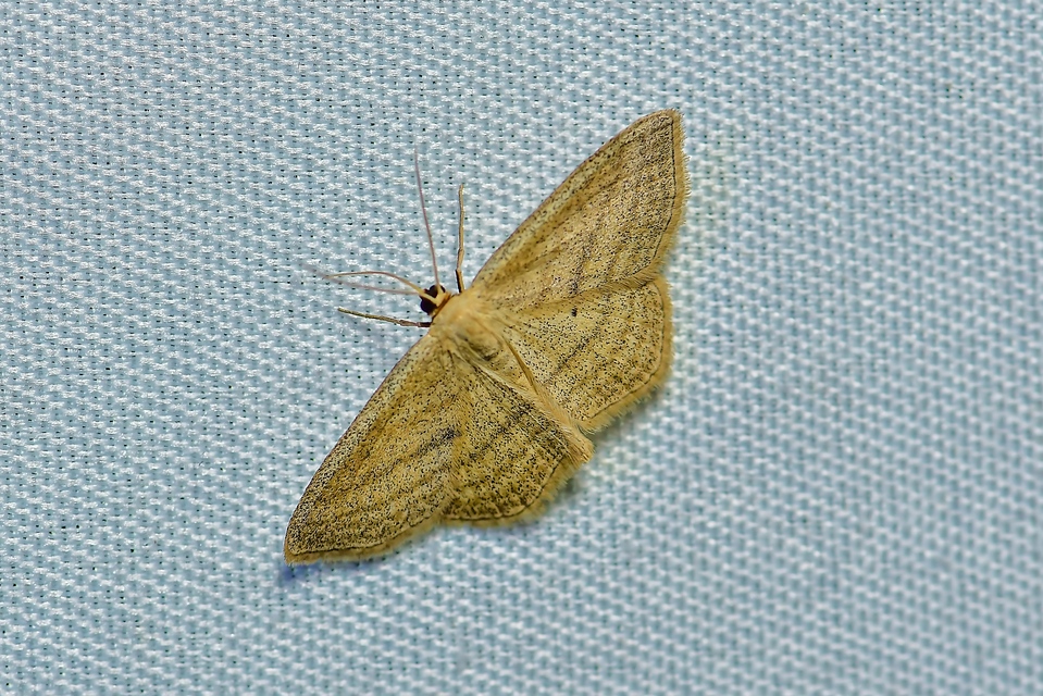 Scopula virgulata - vesszős sávosaraszoló