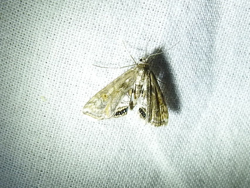 Cataclysta lemnata - békalencsemoly