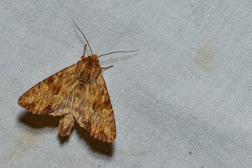 Apamea sublustris - sárgás dudvabagoly