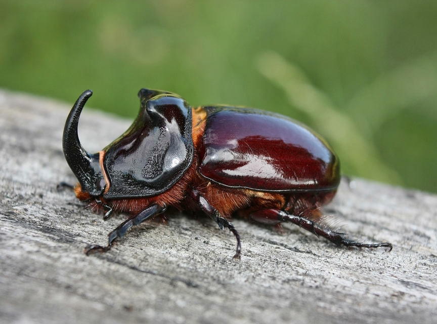Oryctes nasicornis - orrszarvú bogár
