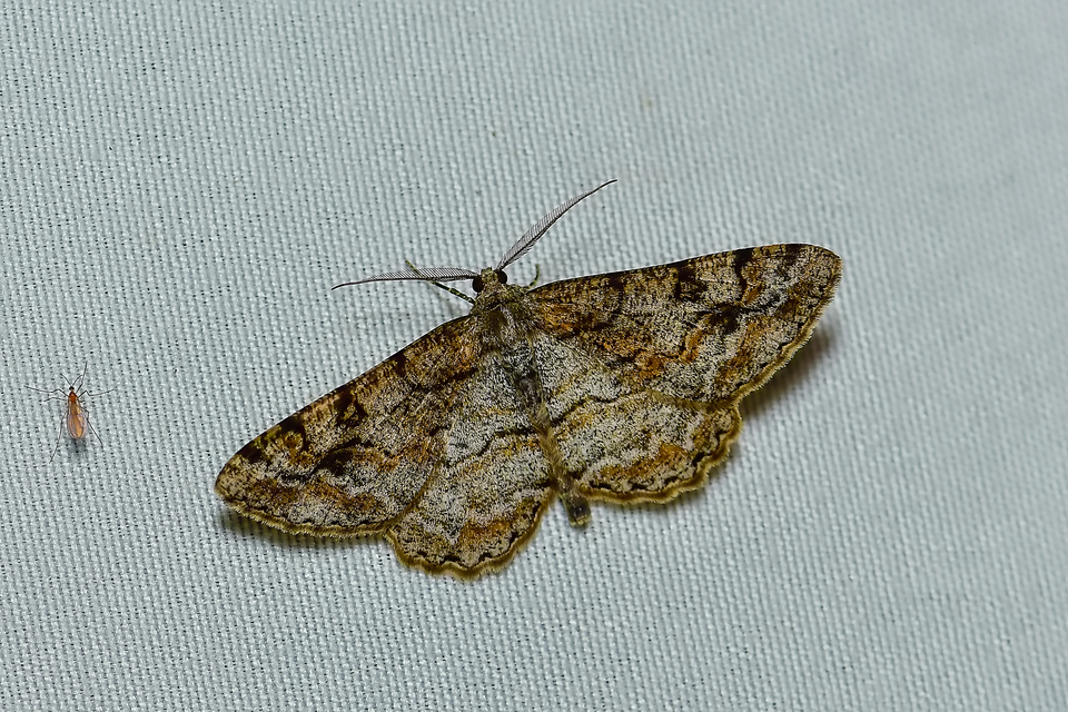 Alcis repandata - foltos faaraszoló
