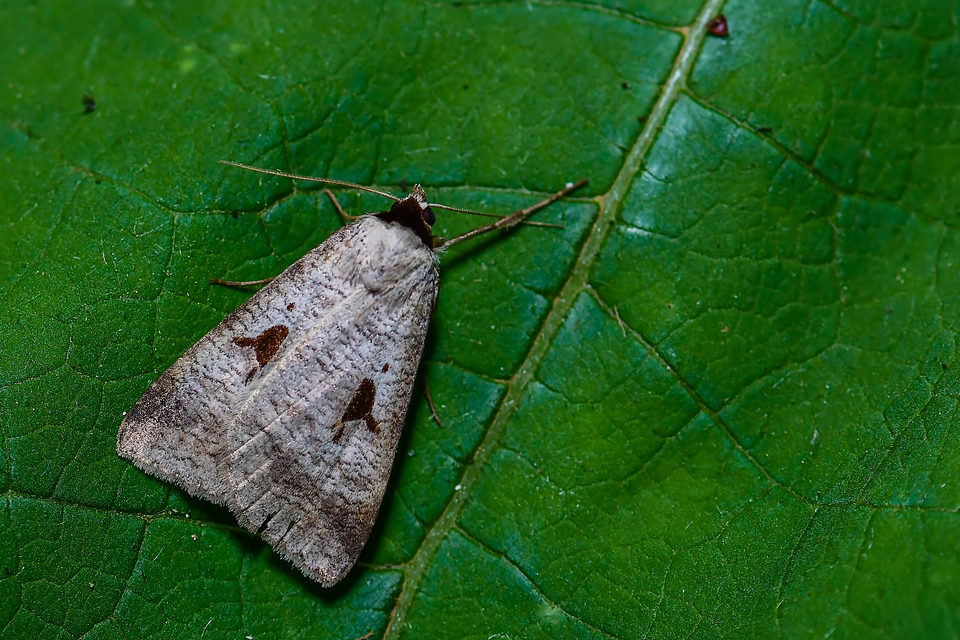 Lygephila pastinum - közönséges csüdfűbagoly