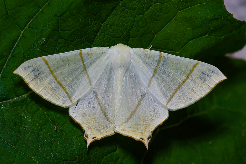 Ourapteryx sambucaria - fecskefarkú araszoló