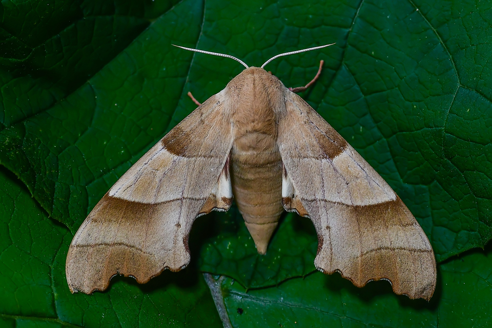 Marumba quercus - tölgyfaszender