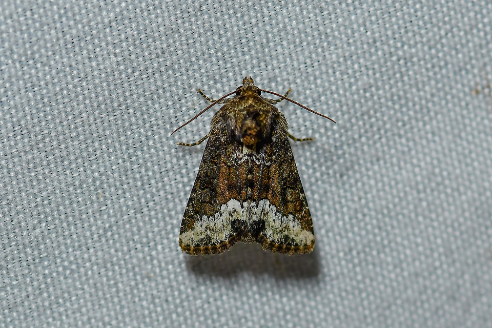 Oligia strigilis - kormos dudvabagoly