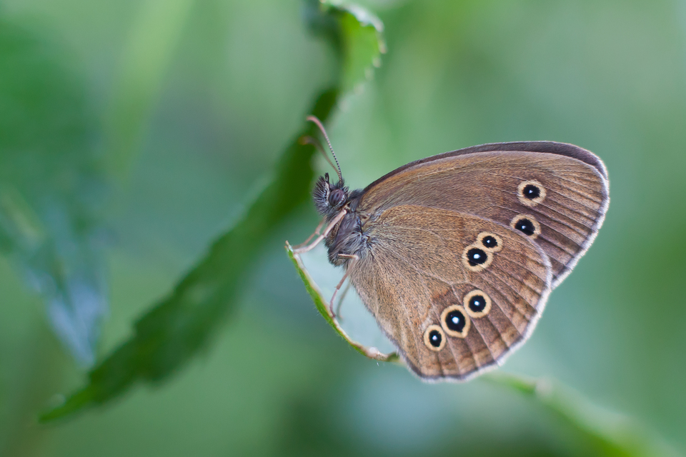 Aphantopus hyperanthus - közönséges ökörszemlepke