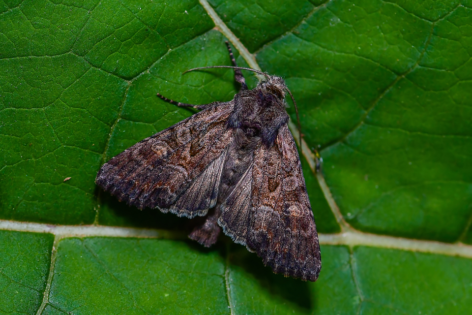 Lacanobia amurensis - homoki kertibagoly