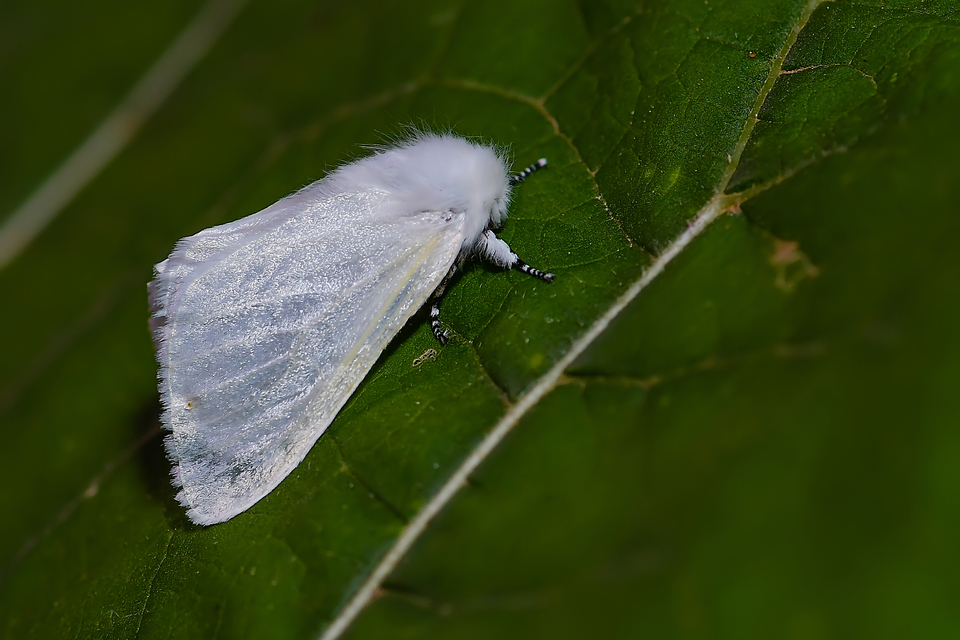 Leucoma salicis - fűzfaszövő