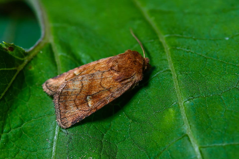 Eriopygodes imbecilla - butabagoly
