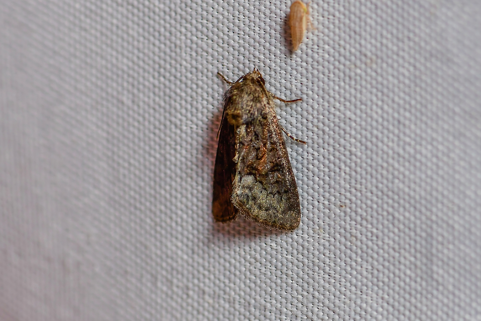 Oligia strigilis - kormos dudvabagoly