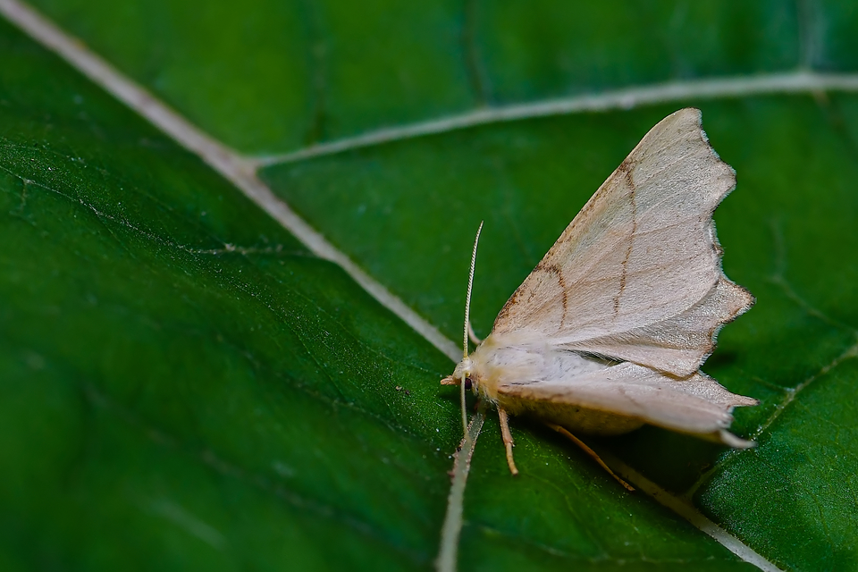 Ennomos erosaria - hársfa-levélaraszoló