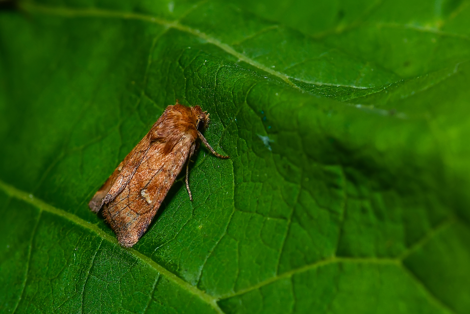 Eriopygodes imbecilla - butabagoly