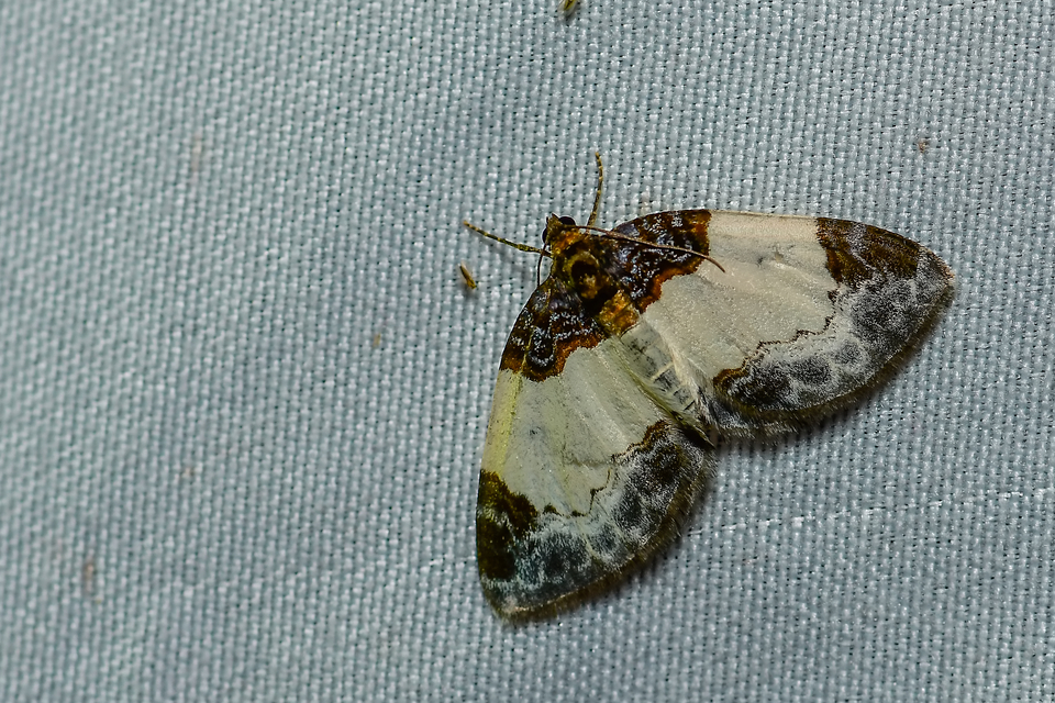 Mesoleuca albicillata - tarka fűzfaaraszoló
